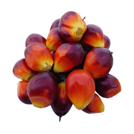 Φοινικέλαιο (palm	oil)